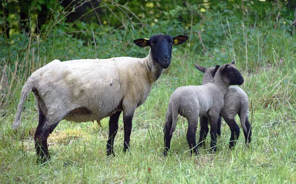 Piccole pecore con madre — Foto Stock