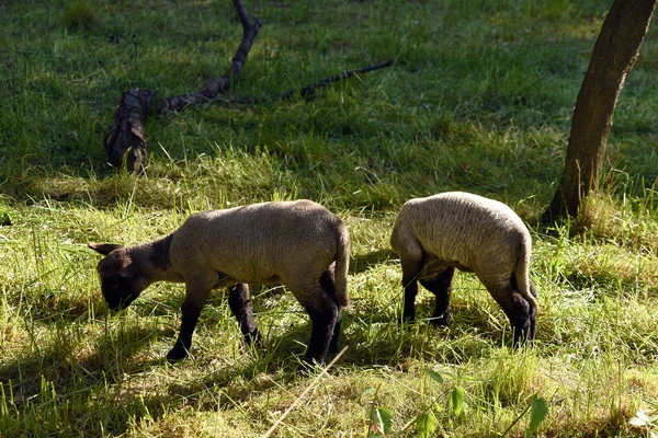 Маленькі вівці з мамою — стокове фото