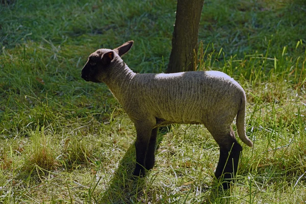 Kleine Schafe mit Mutter — Stockfoto