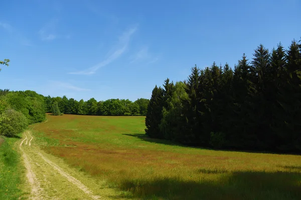 Pré et forêts dans la région de Kokorin — Photo