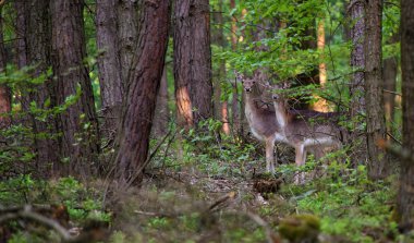 ormanda iki geyikler