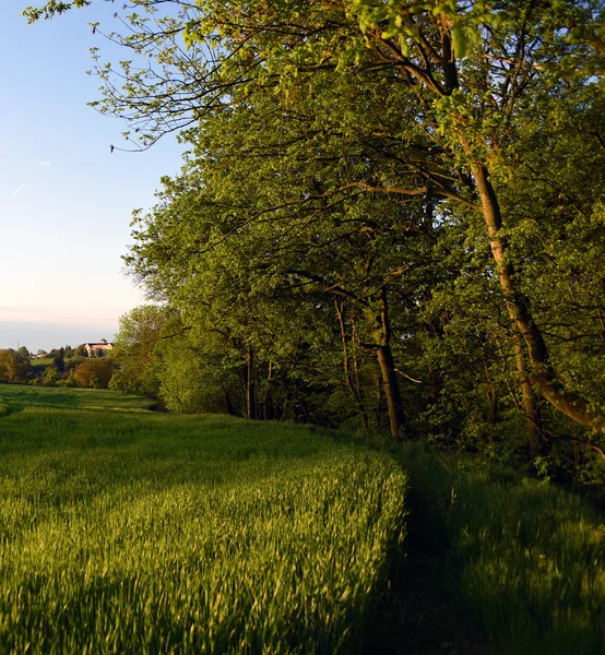 Paysage vert près du château de Kokorin — Photo