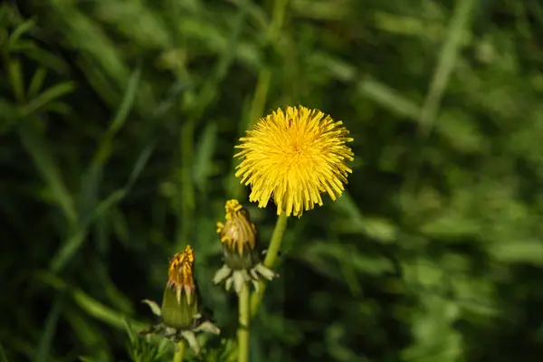 Diente de león en hierba verde — Foto de Stock