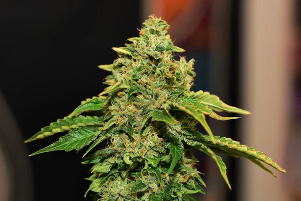 S.A.G.E. çeşitli yaşlı bloom