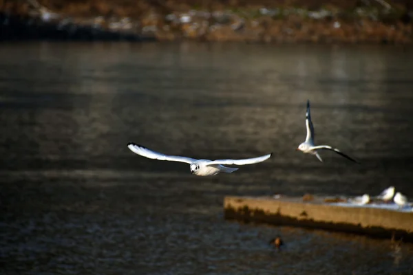Labe 河上的海鸥 — 图库照片