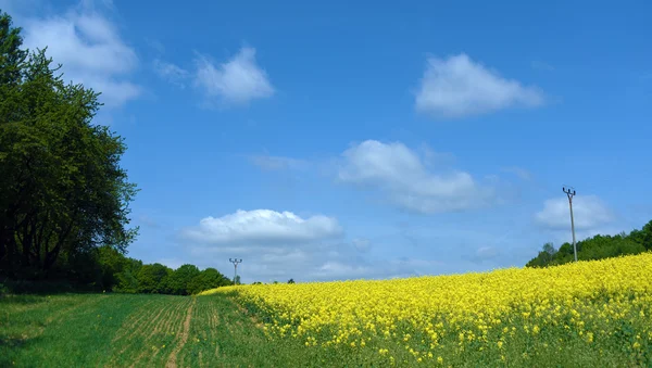 Groene landschap in de buurt van Kokorin kasteel — Stockfoto