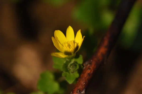 노란색 멋진 봄 꽃 — 스톡 사진