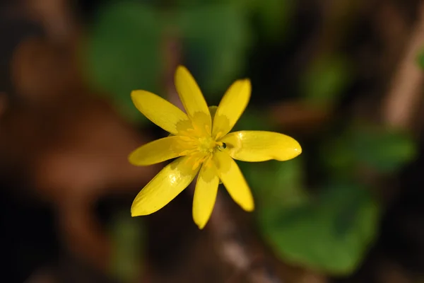 Giallo bel fiore di primavera — Foto Stock