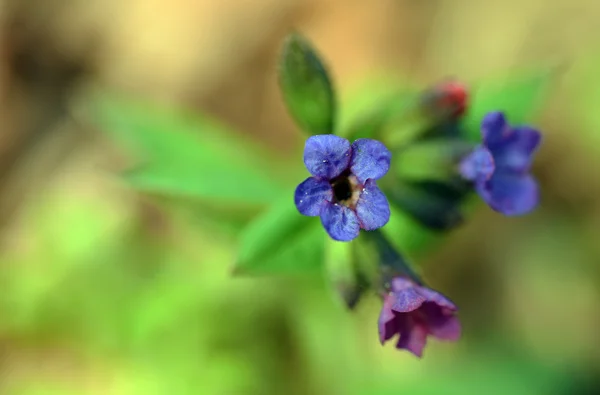 Printemps bleu violet fleur — Photo