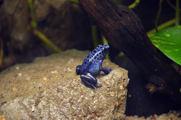 Blue frog in ZOO — Stok fotoğraf