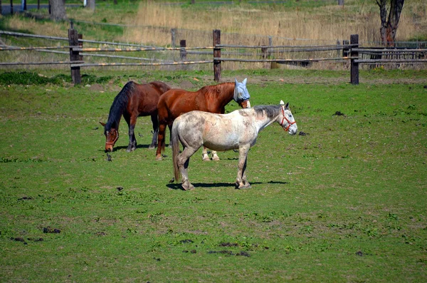 Caballos cerca de valla en granja —  Fotos de Stock