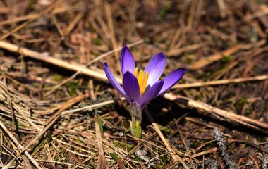 Menekşe bitkisi safran
