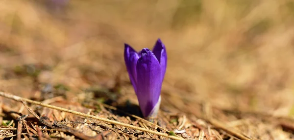 紫罗兰色番红花藏红花 — 图库照片