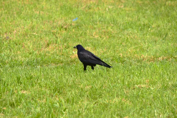 緑の草にカラス鳥 — ストック写真