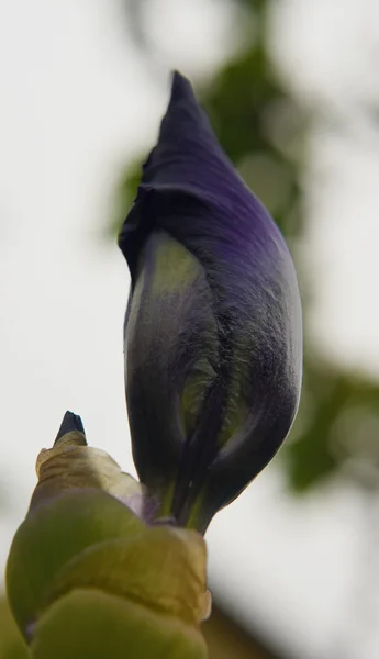 Flor de cor da flor da íris — Fotografia de Stock