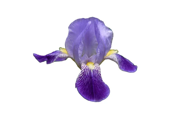 Iris çiçek renk bloom — Stok fotoğraf