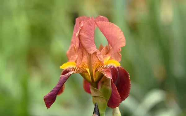 Flor de color de flor de iris —  Fotos de Stock
