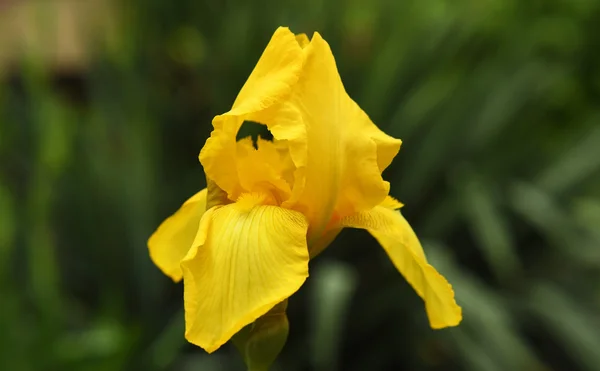 Fioritura di colore di fiore d'iride — Foto Stock