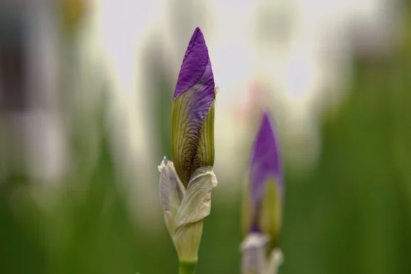 Fioritura di colore di fiore d'iride — Foto Stock