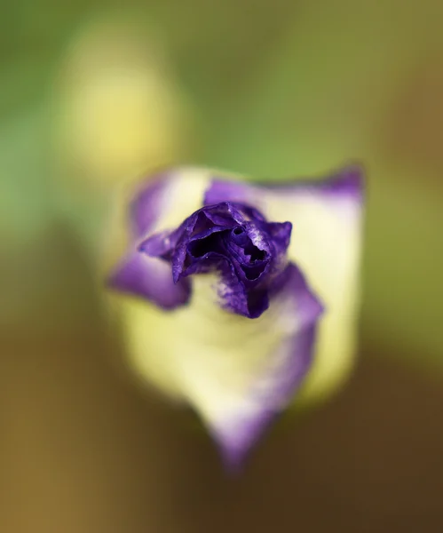 Flor de cor da flor da íris — Fotografia de Stock