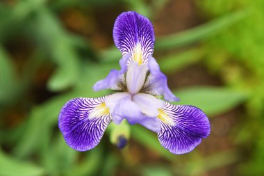 Iris çiçek renk bloom