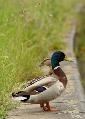 Erkek ve dişi ördekler Nehri yakınında