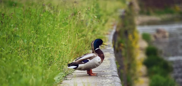 Patos machos y hembras cerca del río — Foto de Stock