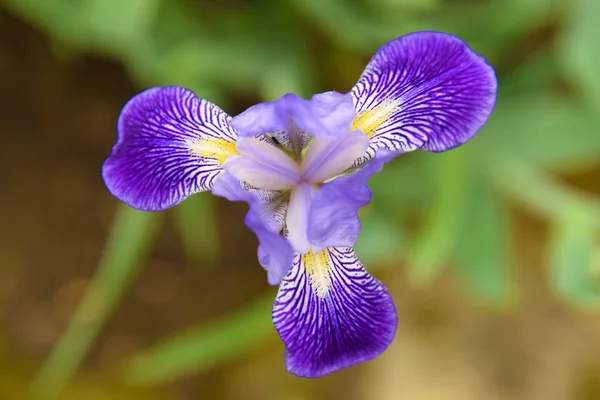 Fioritura di colore di fiore d'iride — Foto Stock