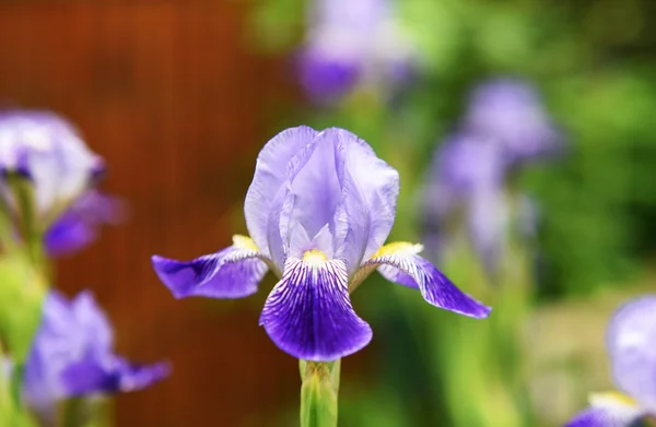 Fioritura di colore di fiore d'iride — Foto Stock