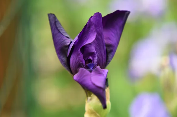 Barevný květ květ, iris — Stock fotografie