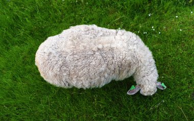 Çayır yeşil çim ile koyun