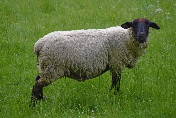 Owce na łące z zielonej trawie — Zdjęcie stockowe