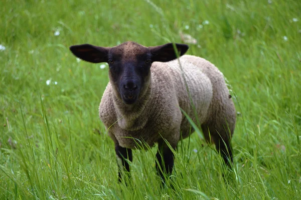 Schafe auf Wiese mit grünem Gras — Stockfoto