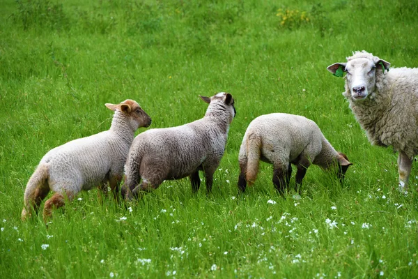 Schafe auf Wiese mit grünem Gras — Stockfoto