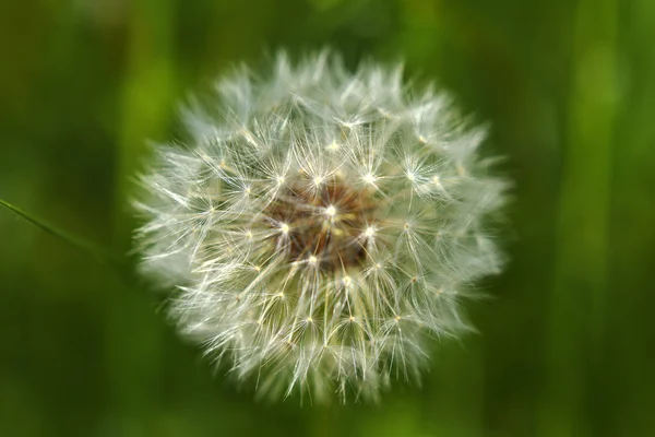 Păpădie albă decolorată în iarbă — Fotografie, imagine de stoc