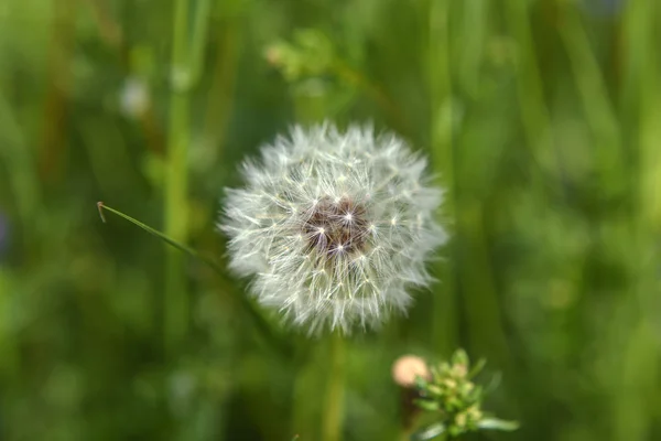 Pissenlit blanc fané dans l'herbe — Photo