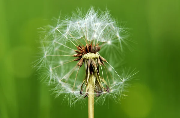 Pissenlit blanc fané dans l'herbe — Photo