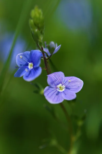 Veronica officinalis çiçek mavi