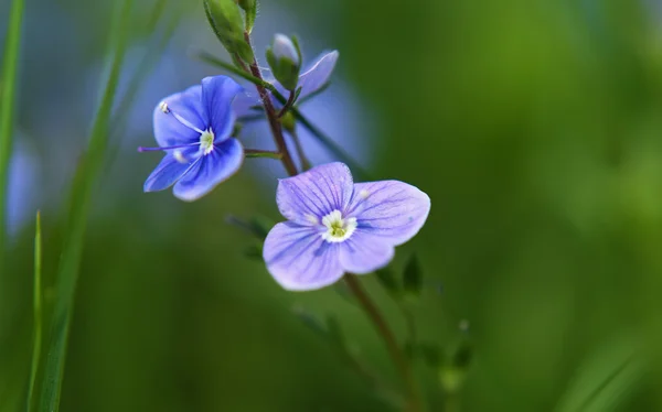Вероника лекарственная голубой цветок — стоковое фото