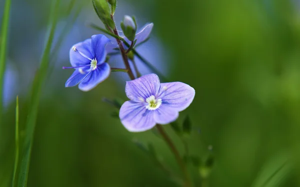 Veronica officinalis çiçek mavi — Stok fotoğraf