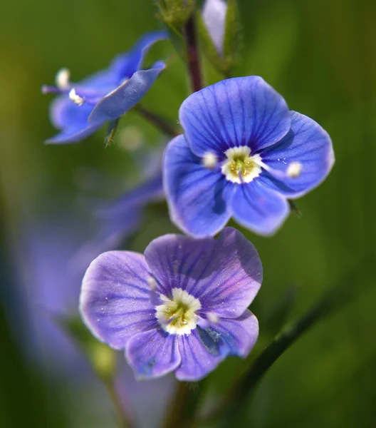 Veronica officinalis çiçek mavi