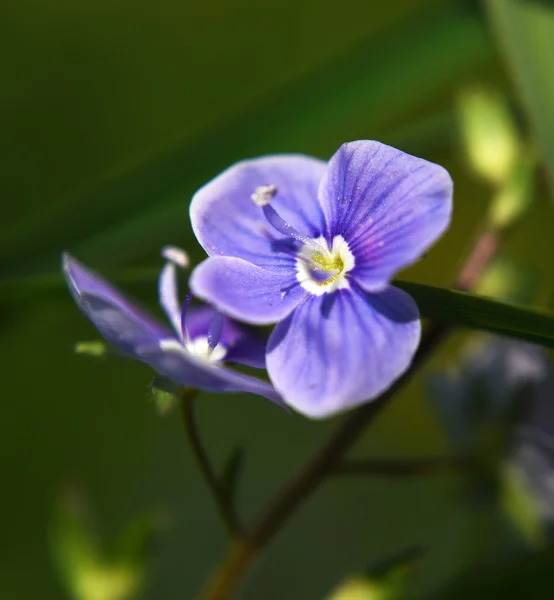 Veronica officinalis çiçek mavi — Stok fotoğraf