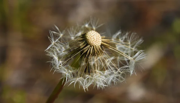 Pissenlit blanc fané dans l'herbe — Photo