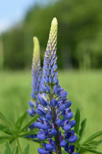 Люпин голубой цветок в траве — стоковое фото