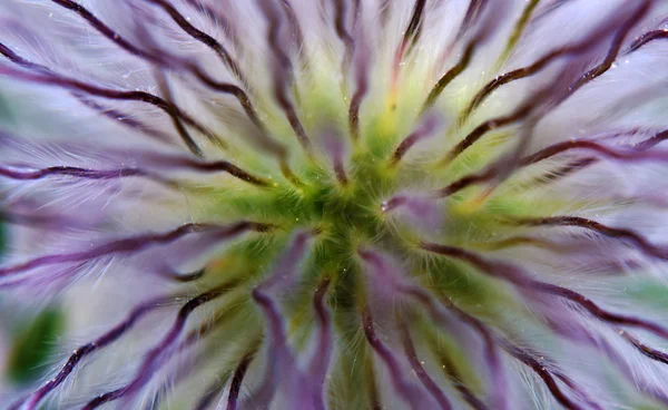 과장 된 pulsatilla 꽃 꽃 — 스톡 사진