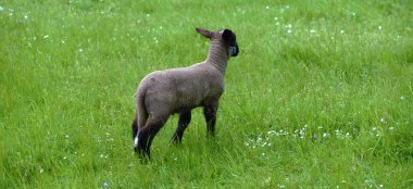Çayır yeşil çim ile koyun