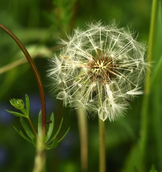 Pissenlit blanc fané dans l'herbe — Photo