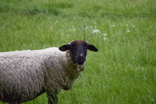 Moutons sur prairie avec herbe verte — Photo