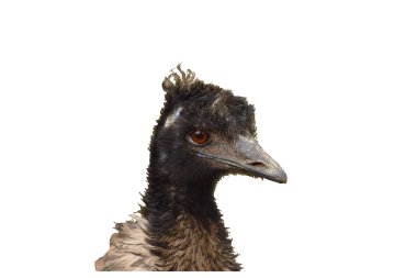 EMU ayrıntı kafasına kuş