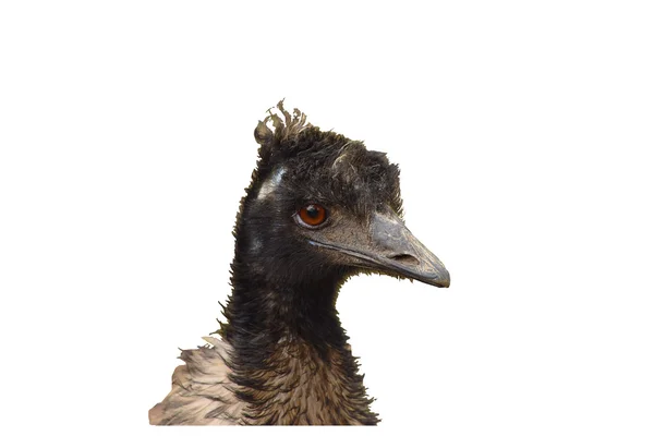 Emu cabeça de pássaro em detalhes — Fotografia de Stock